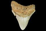 Fossil Megalodon Tooth - North Carolina #108999-1